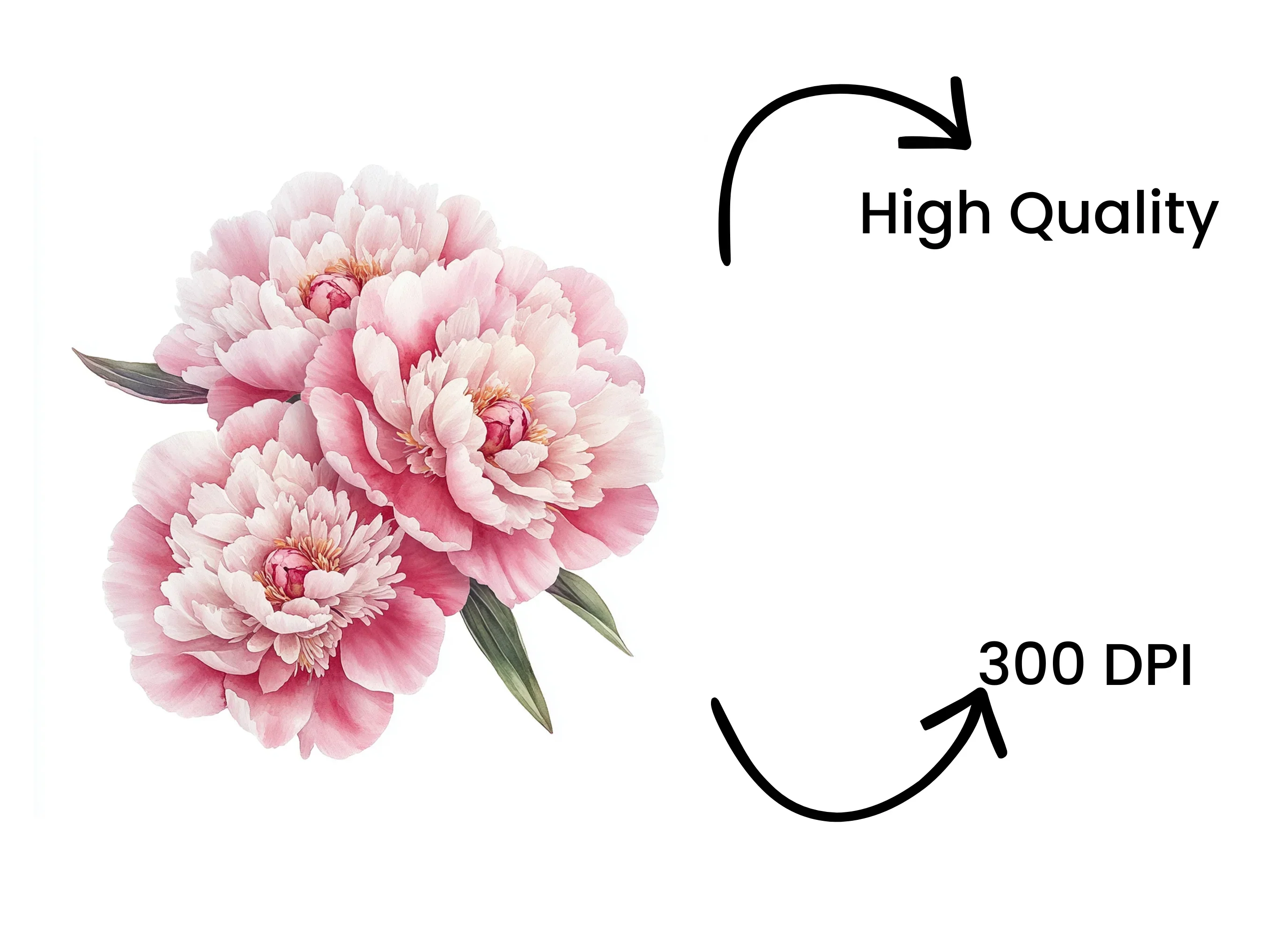 Pink Peony Flower Clipart Bundle - Image 4