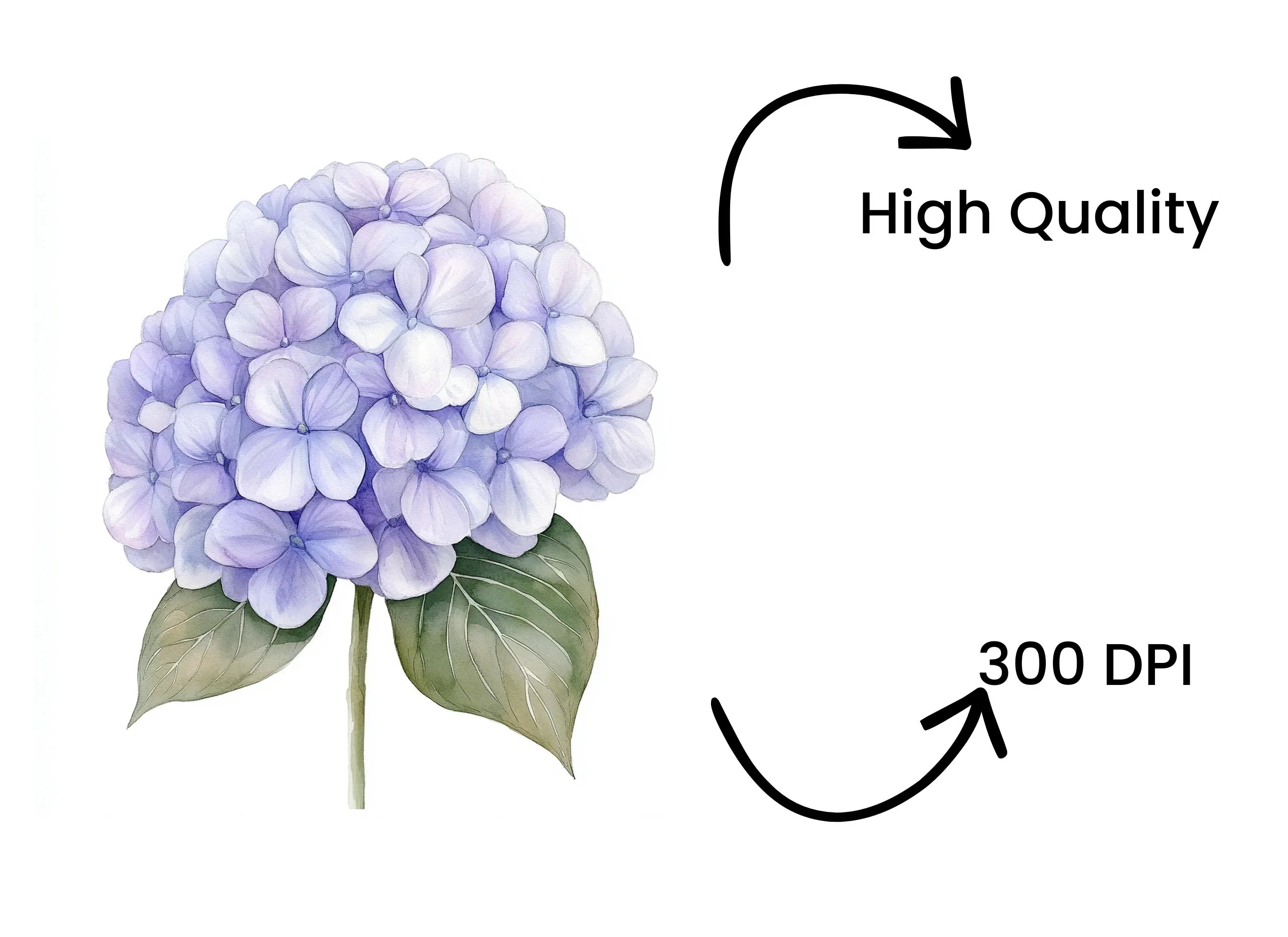 Purple Hydrangea Clipart Bundle - Image 4