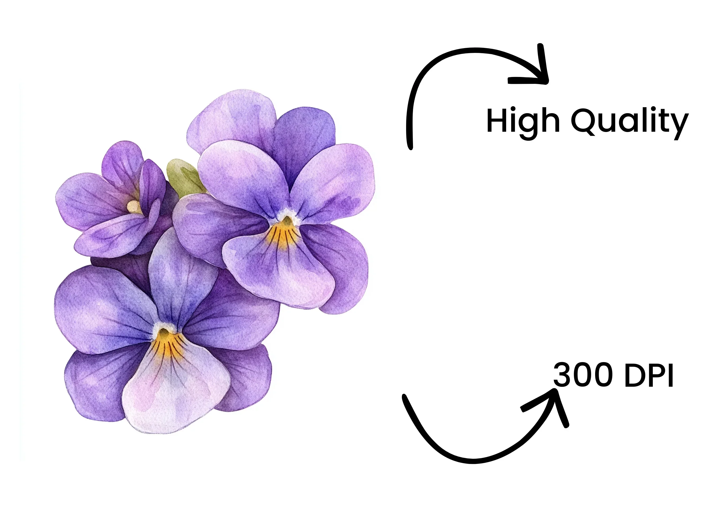 Purple Pansy Clipart Bundle - Image 4
