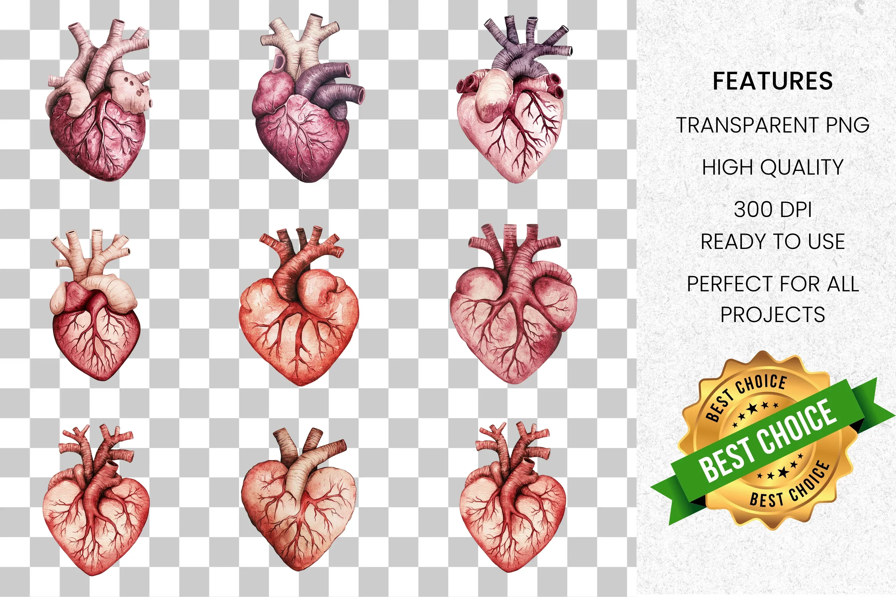 Realistic Anatomical Human Hearts Clipart Bundle - Image 8