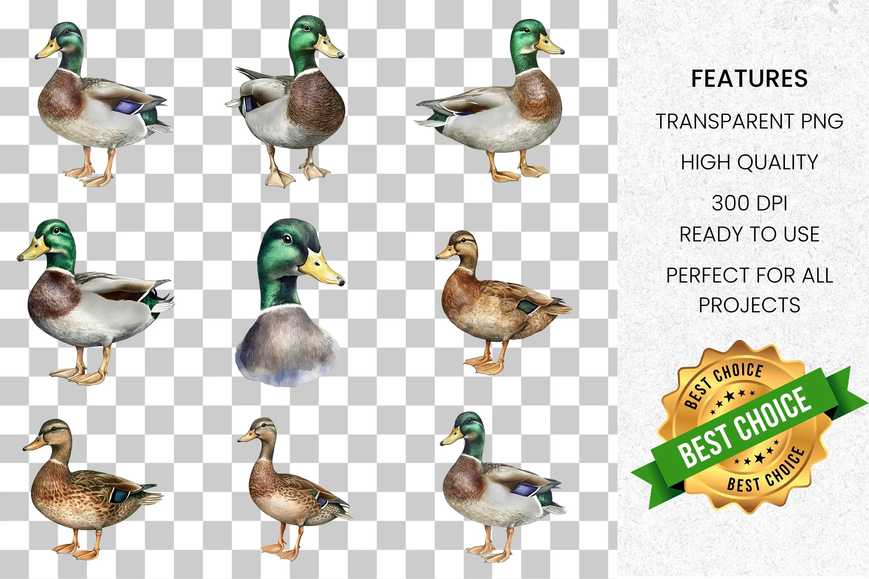 Realistic Duck Clipart Bundle - Image 2