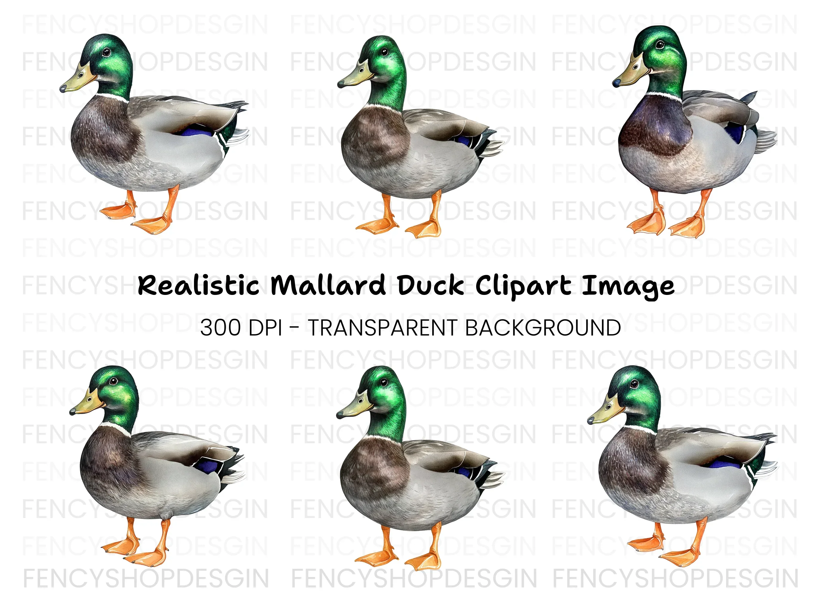 Realistic Mallard Duck Clipart Bundle