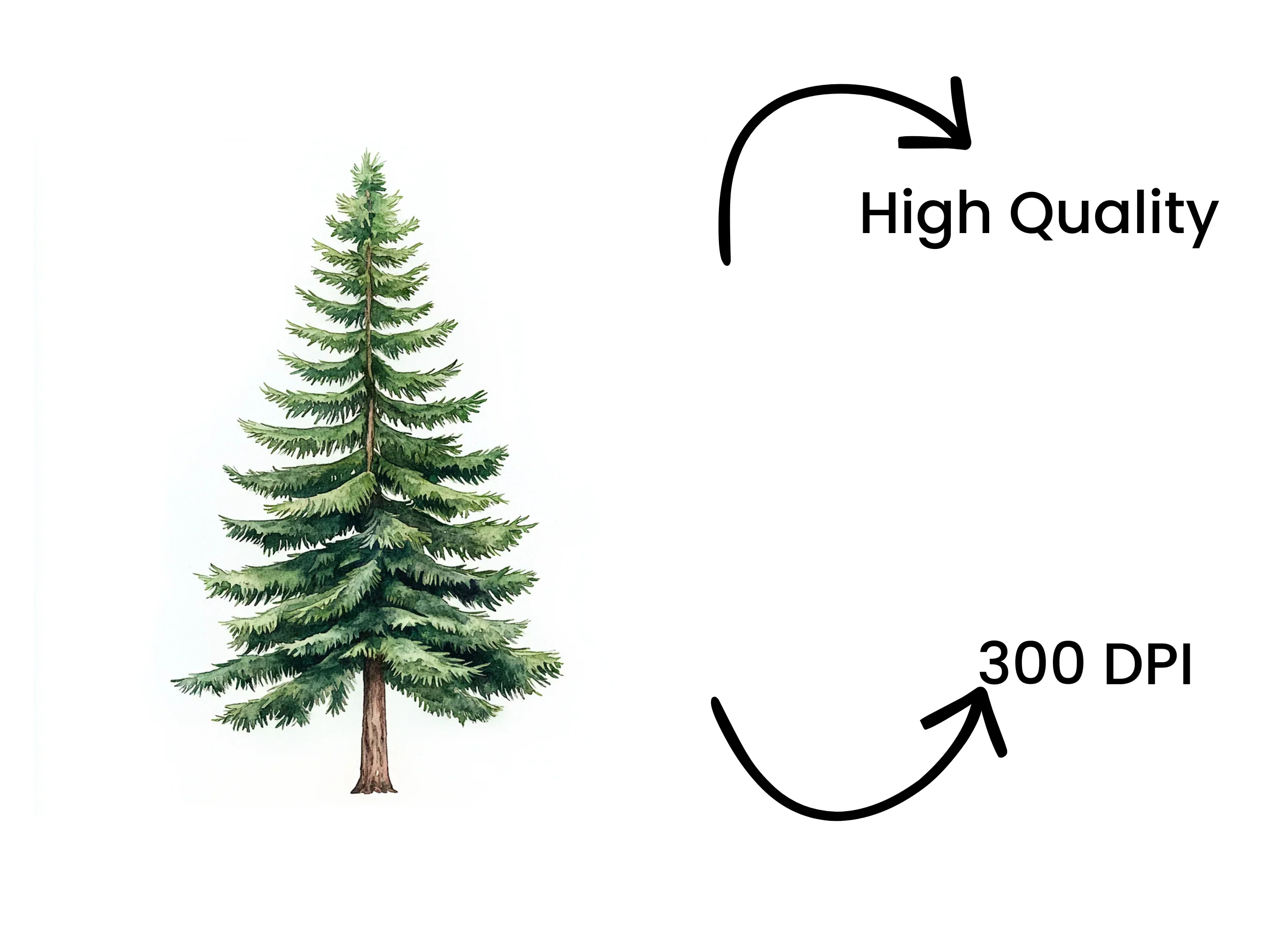 Realistic Pine Tree Clipart Bundle - Image 4
