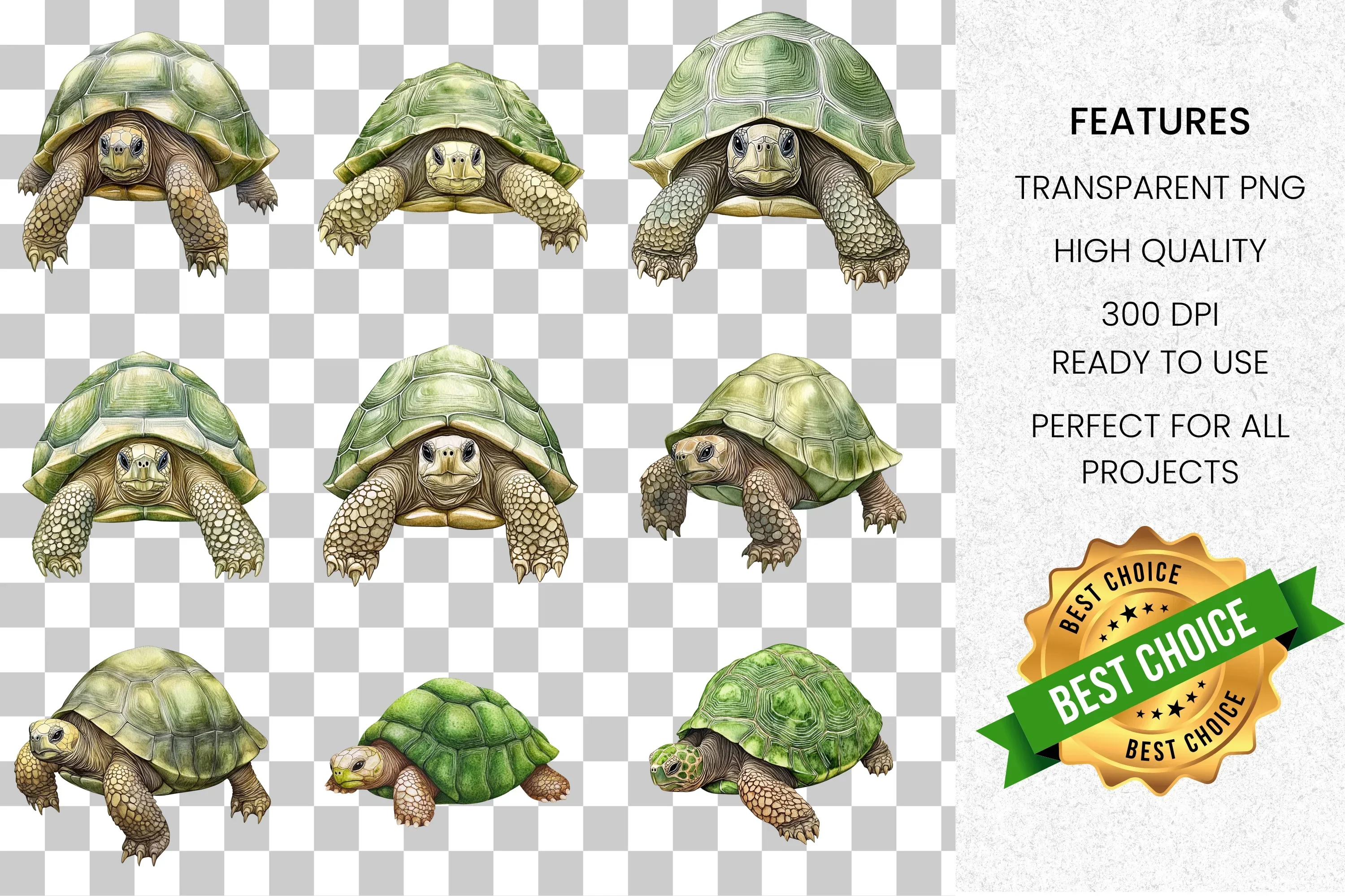 Realistic Turtle Tortoise Clipart Bundle - Image 2