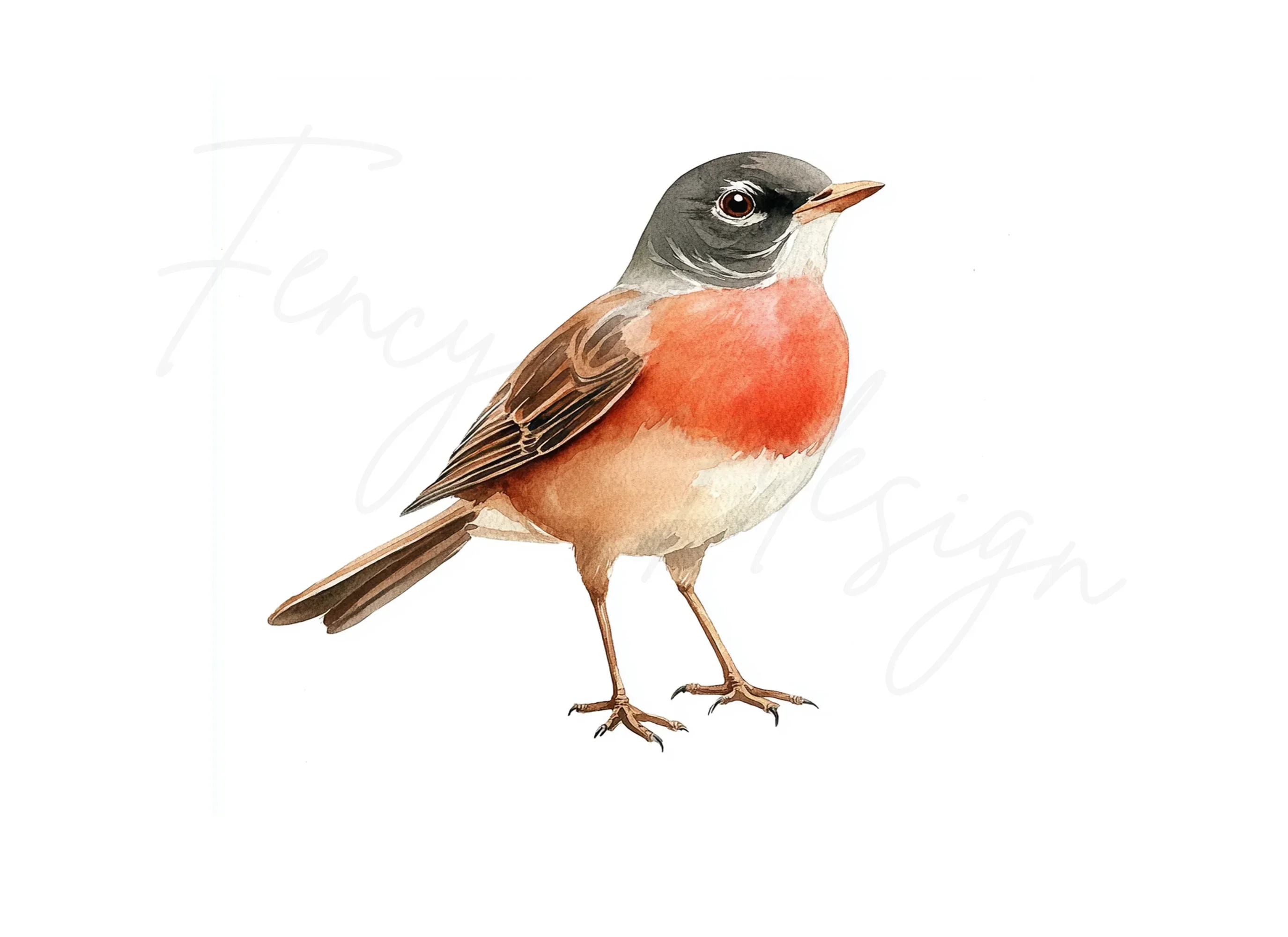 Robin Bird Clipart Bundle - Image 2