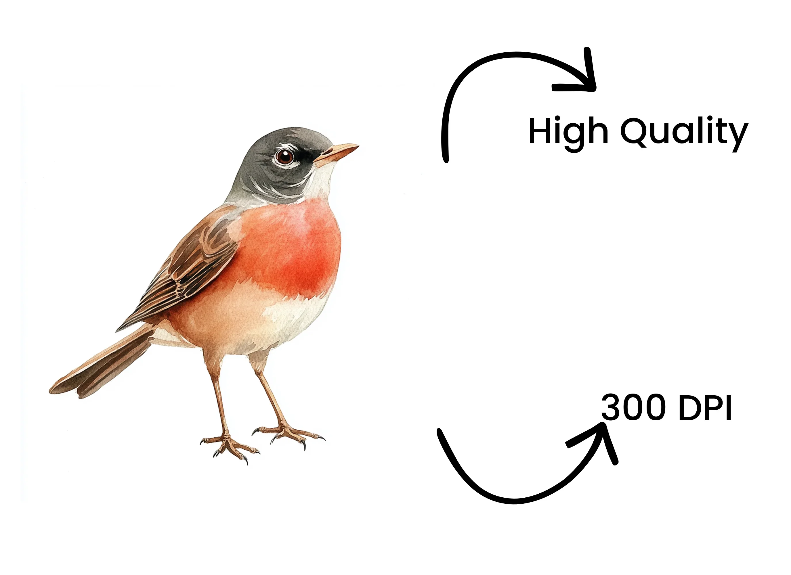 Robin Bird Clipart Bundle - Image 4