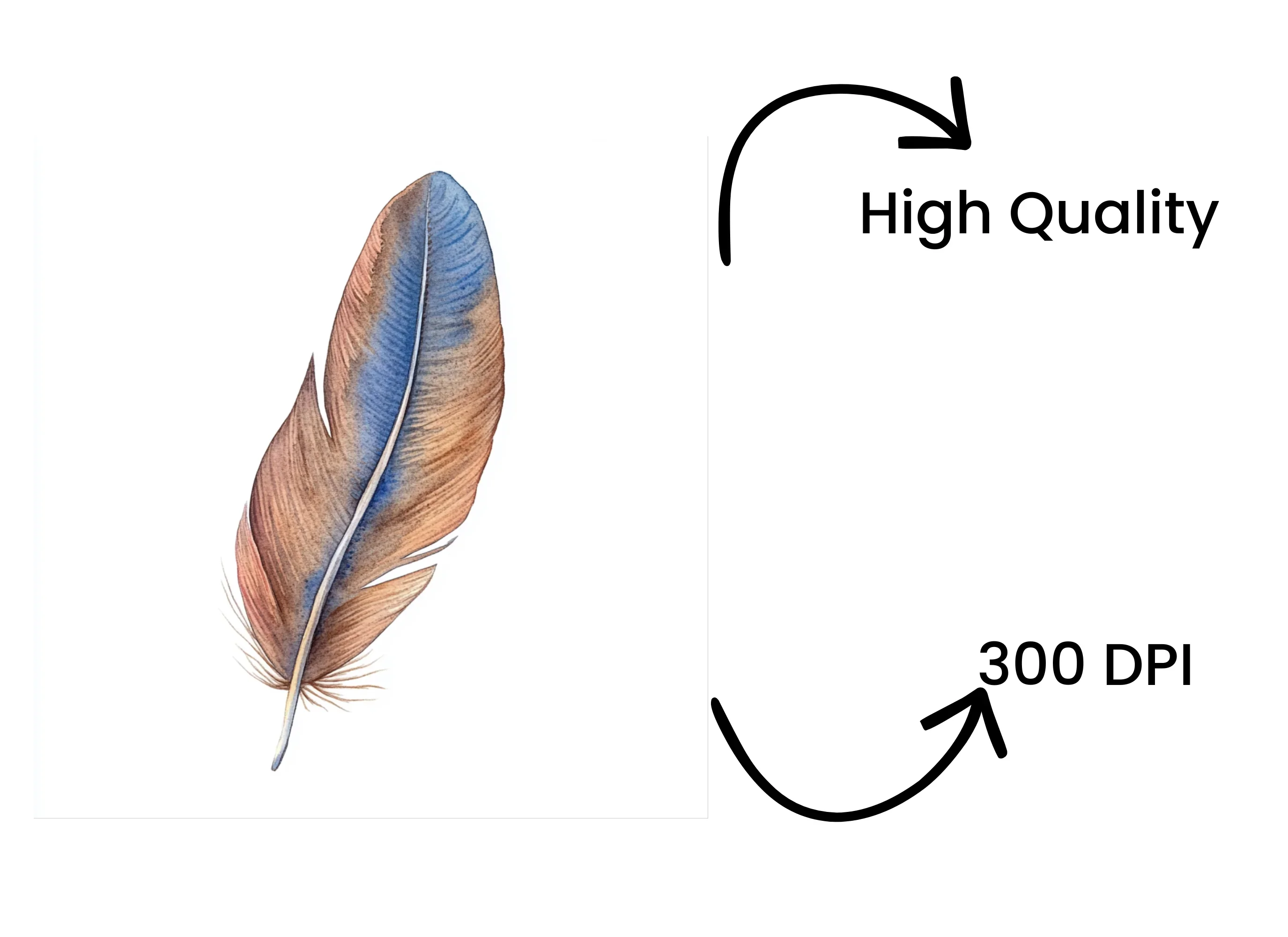 Rustic Feather Clipart Bundle - Image 4