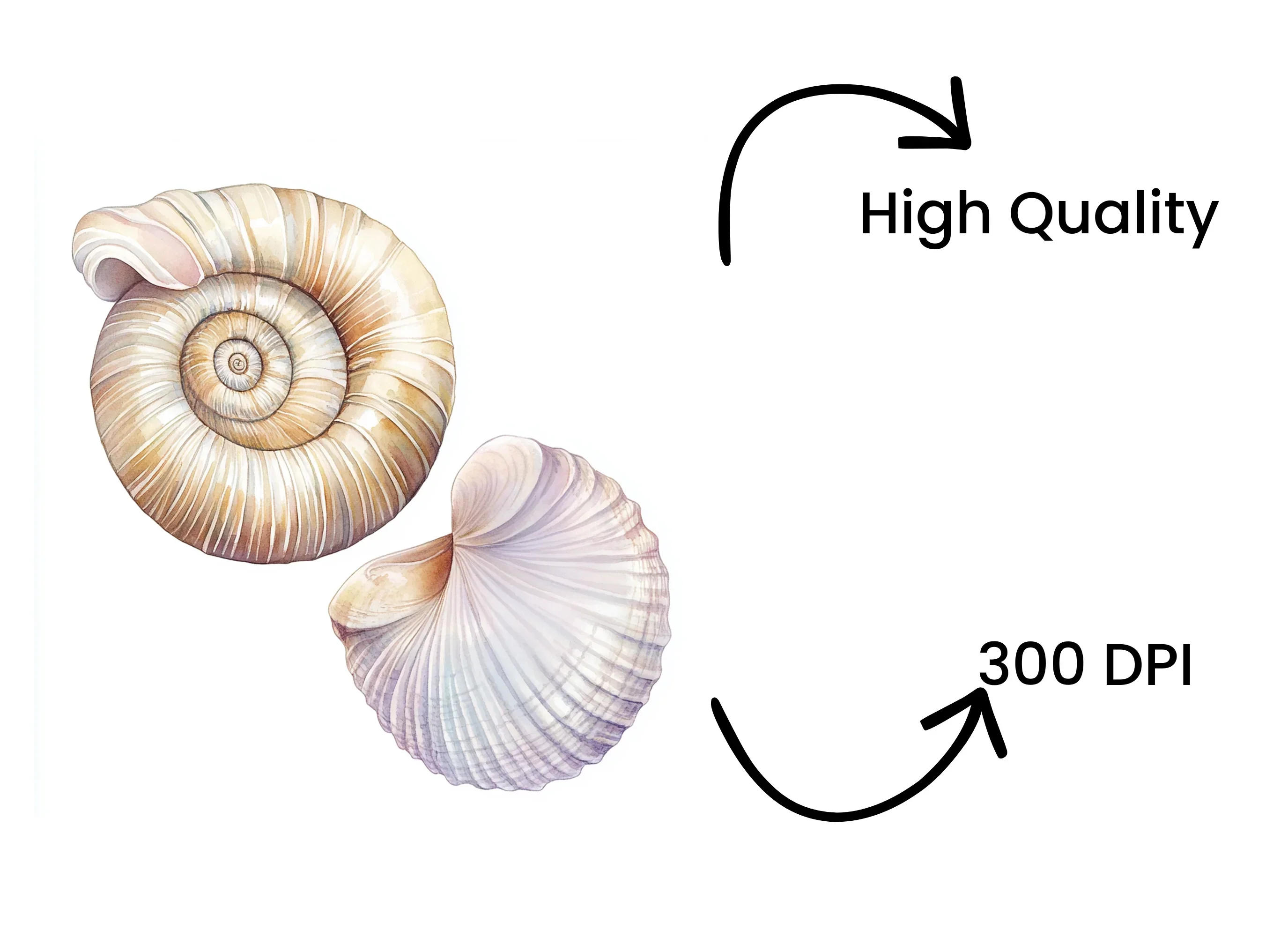 Seashells Clipart Bundle - Image 4
