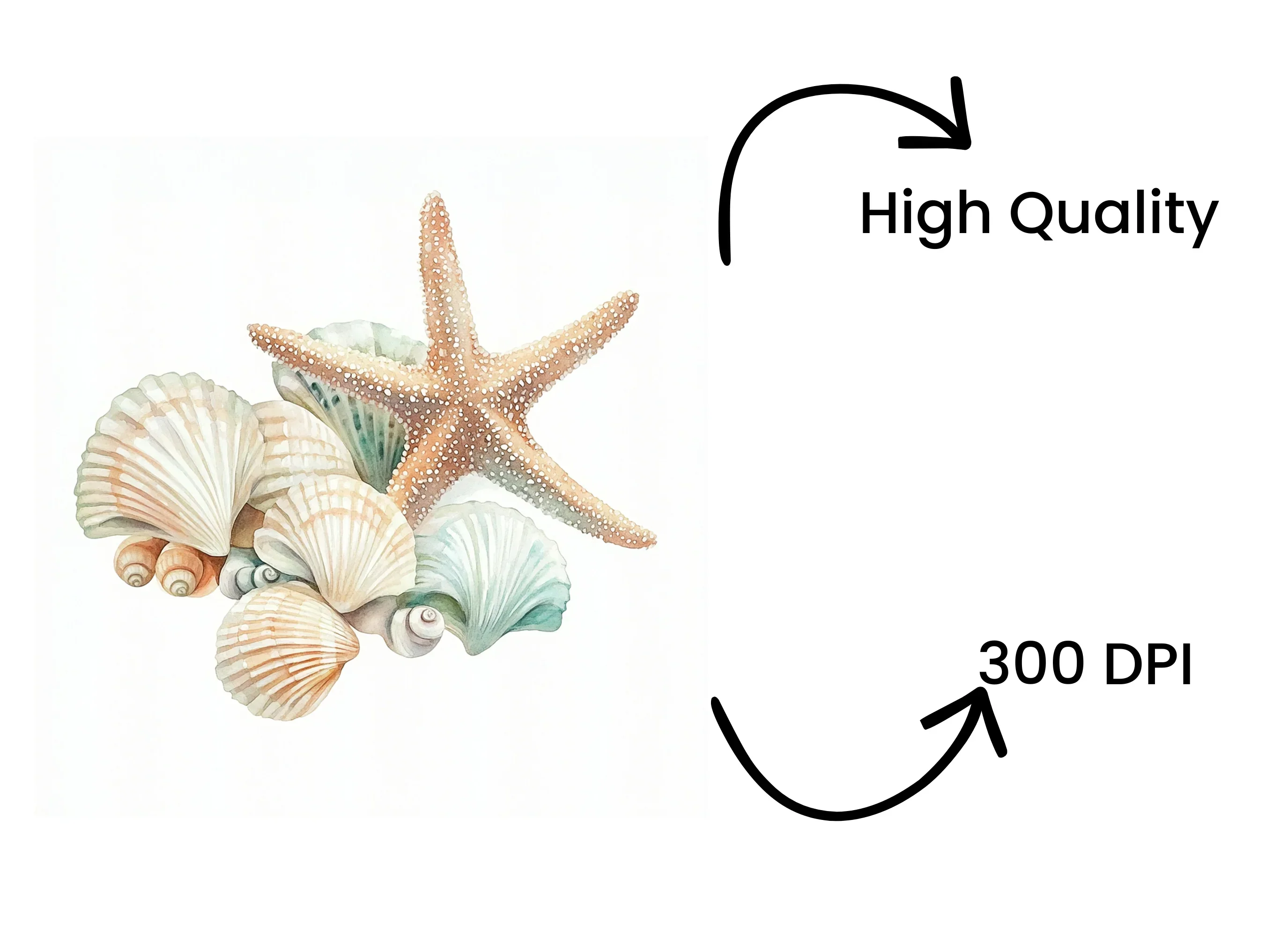 Starfish and Seashells Clipart Bundle - Image 4