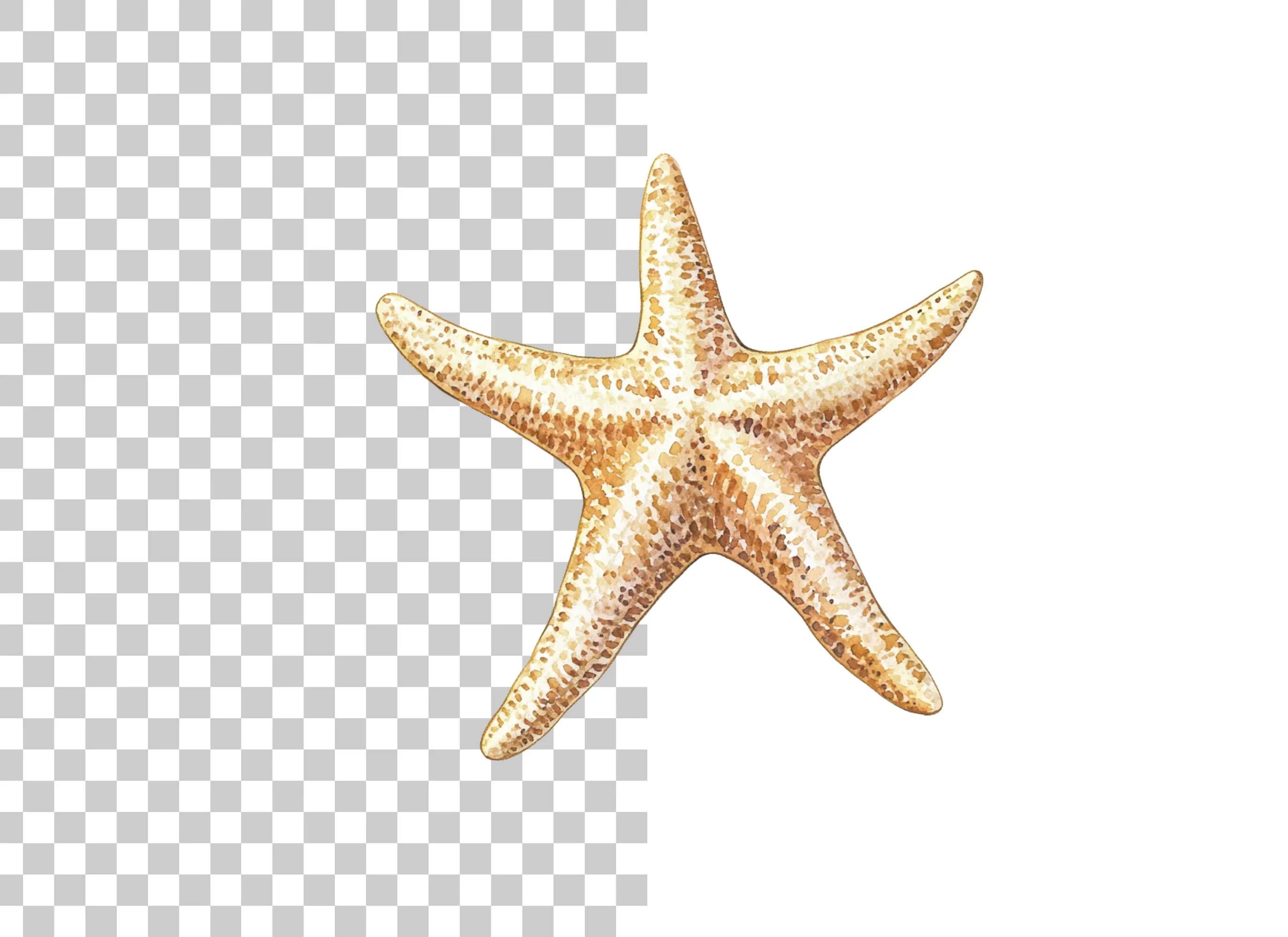 Starfish Clipart Bundle - Image 2