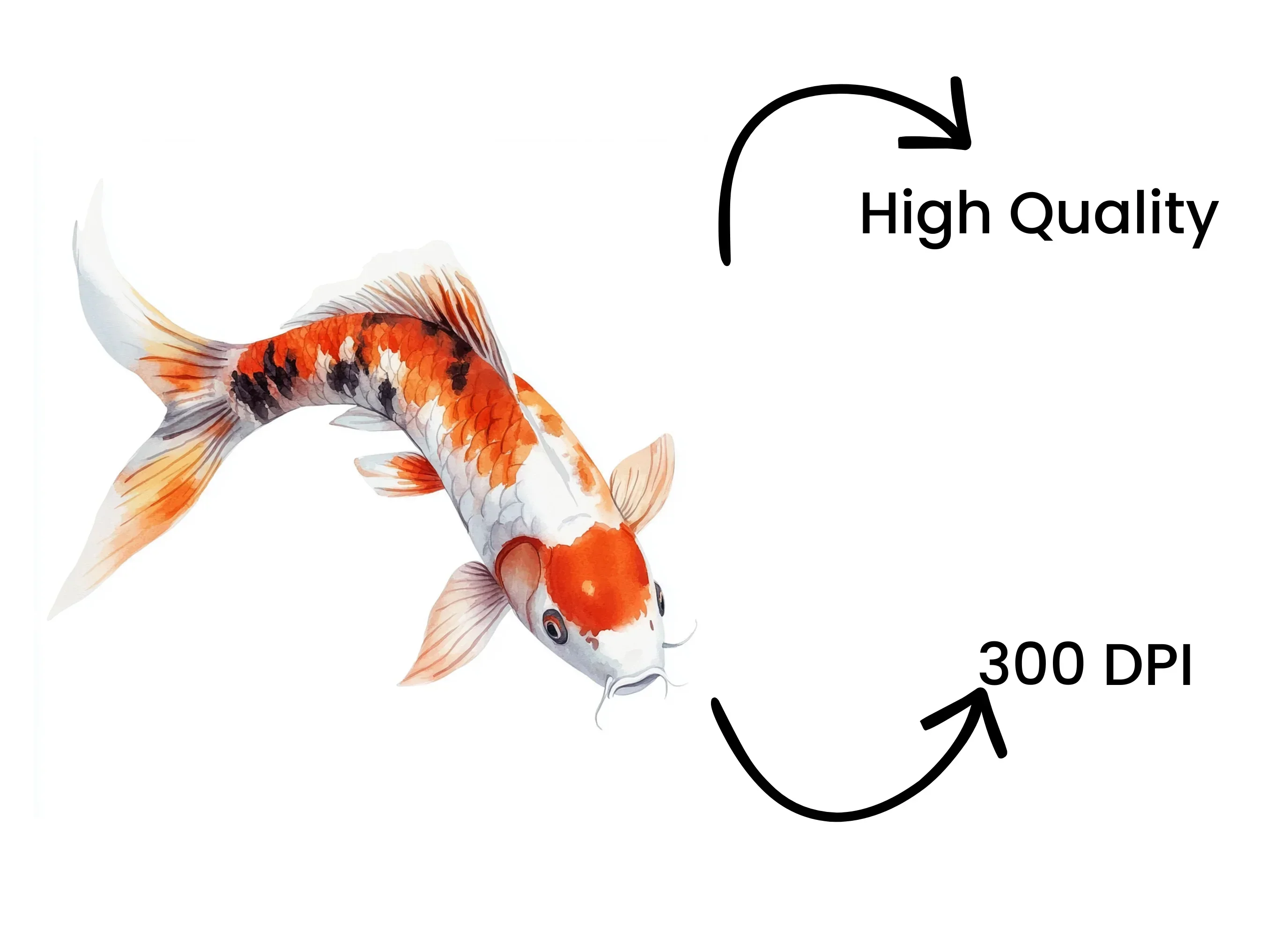 Stunning Koi Fish Clipart Bundle - Image 4