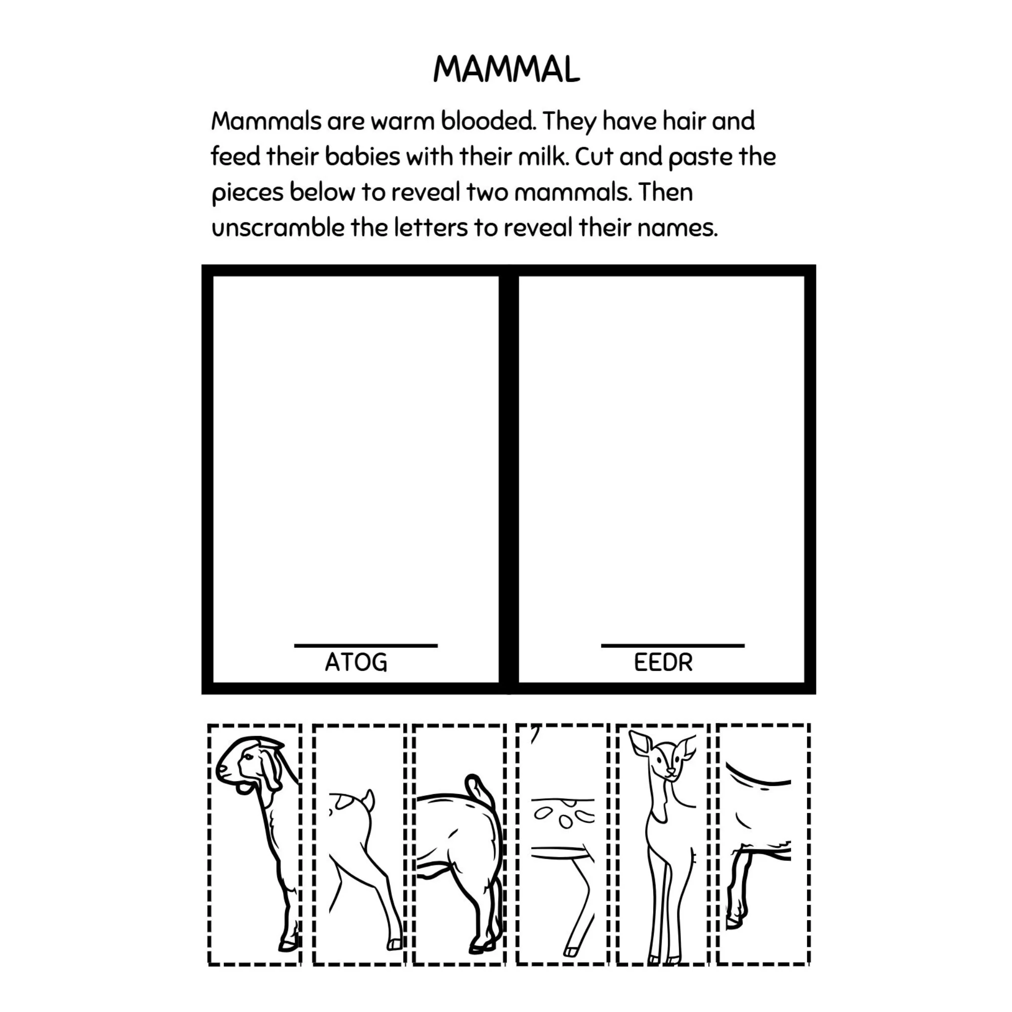 Third Grade Animals Worksheets - Image 2