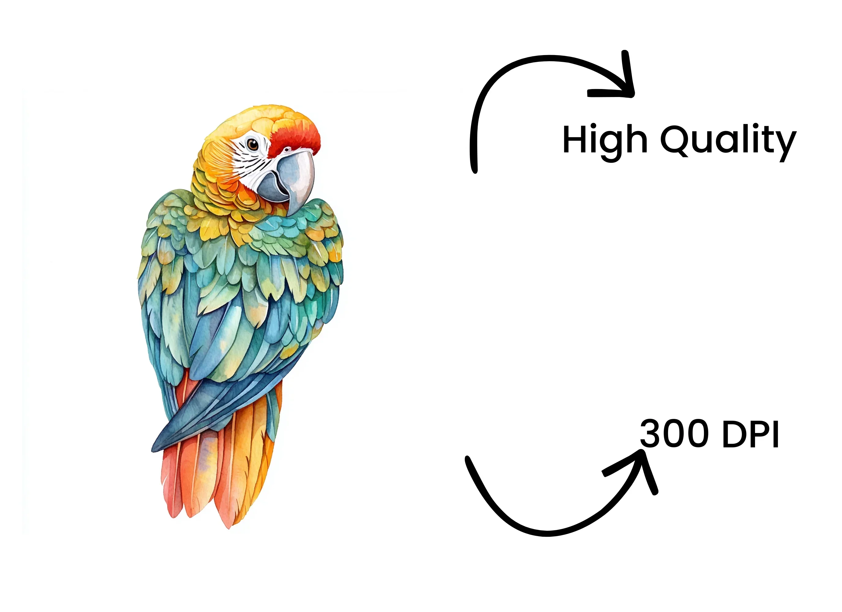 Vibrant Macaw Clipart Bundle - Image 4