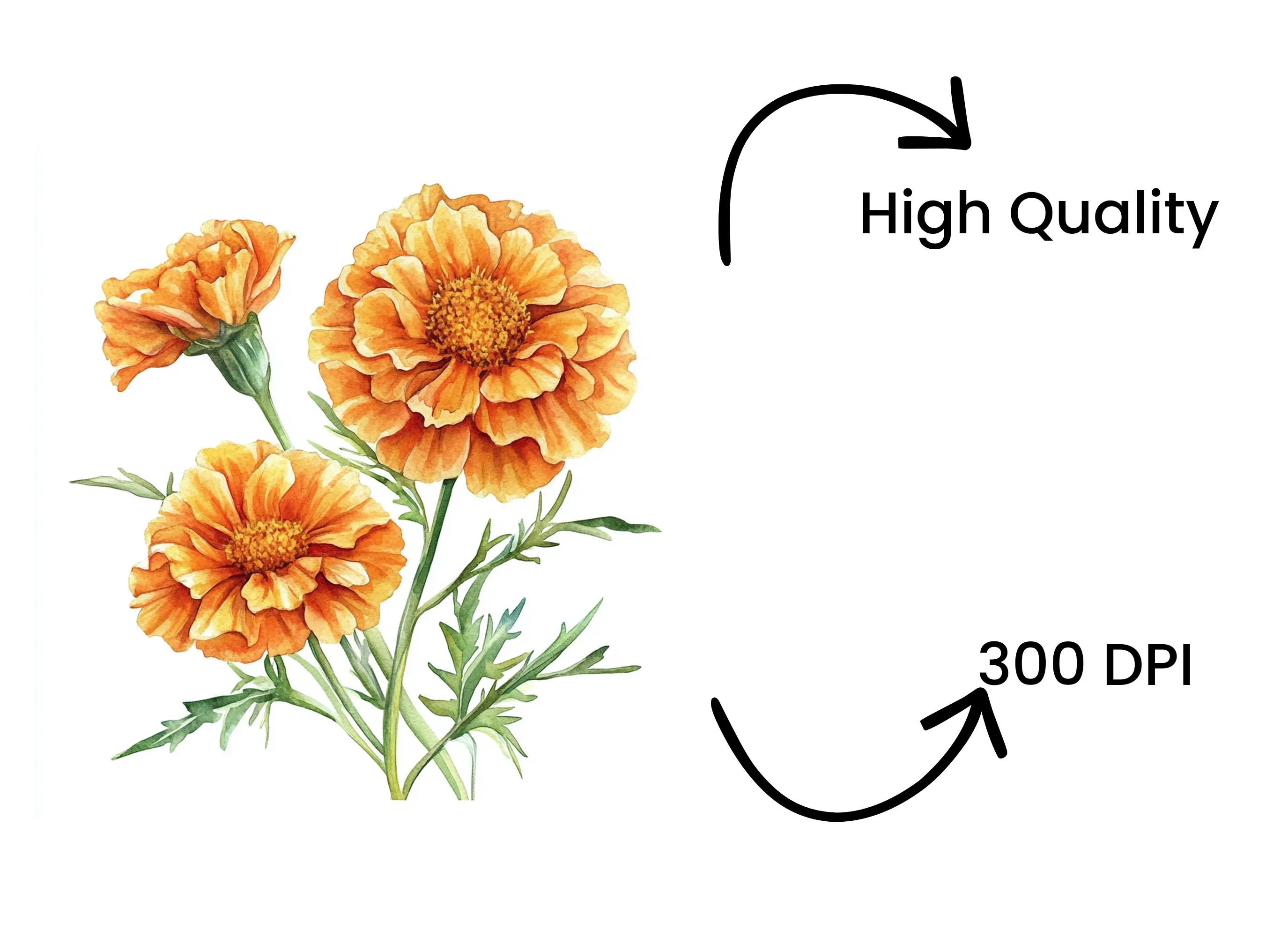 Vibrant Orange Marigold Flower Clipart Bundle - Image 4