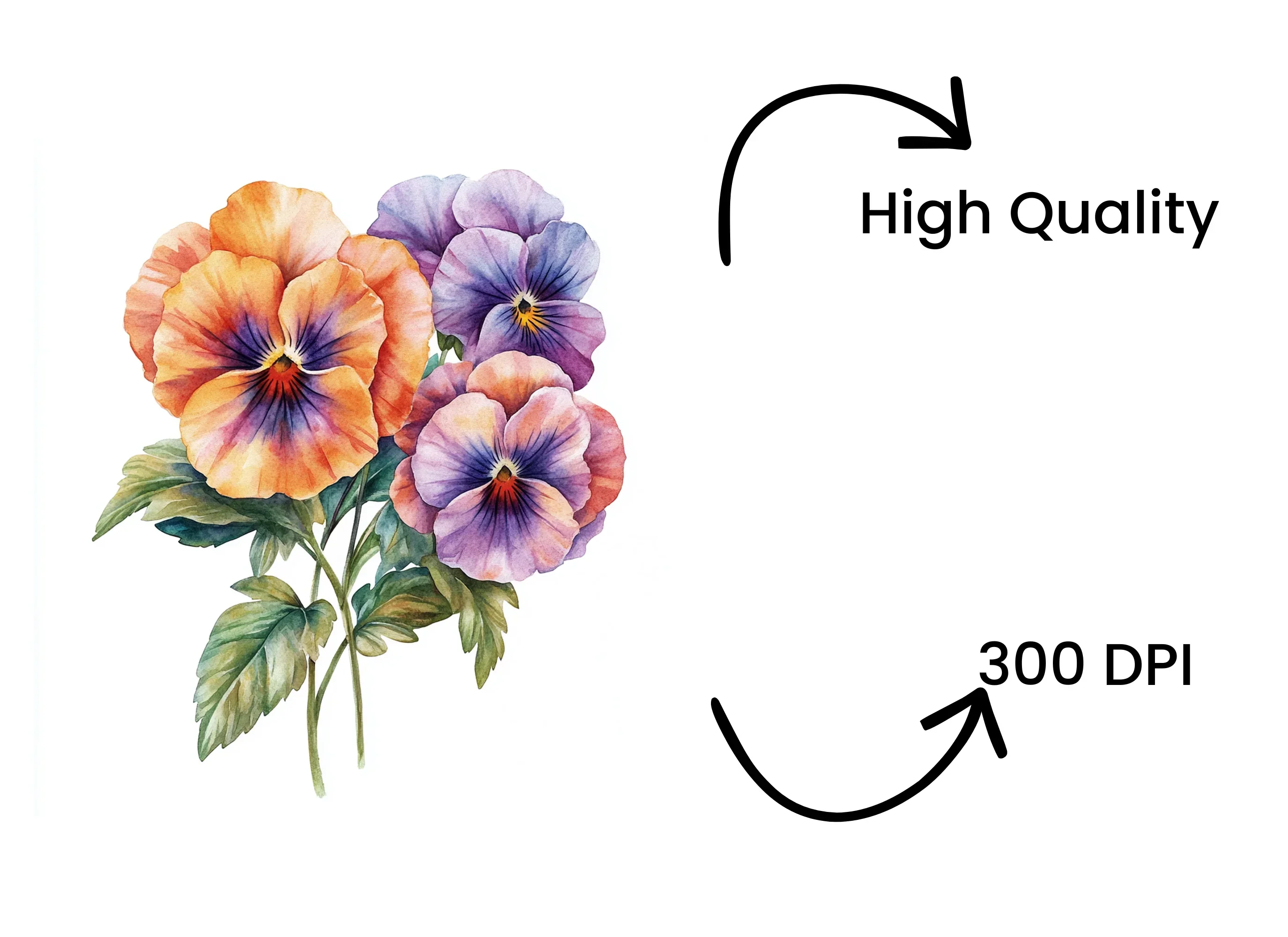 Vibrant Pansy Clipart Bundle - Image 4