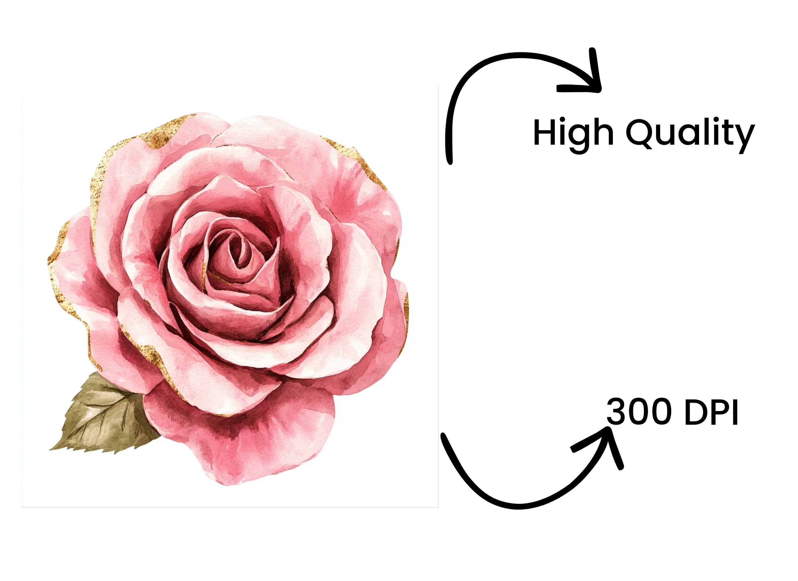 Vibrant Pink Rose Clipart Bundle - Image 4