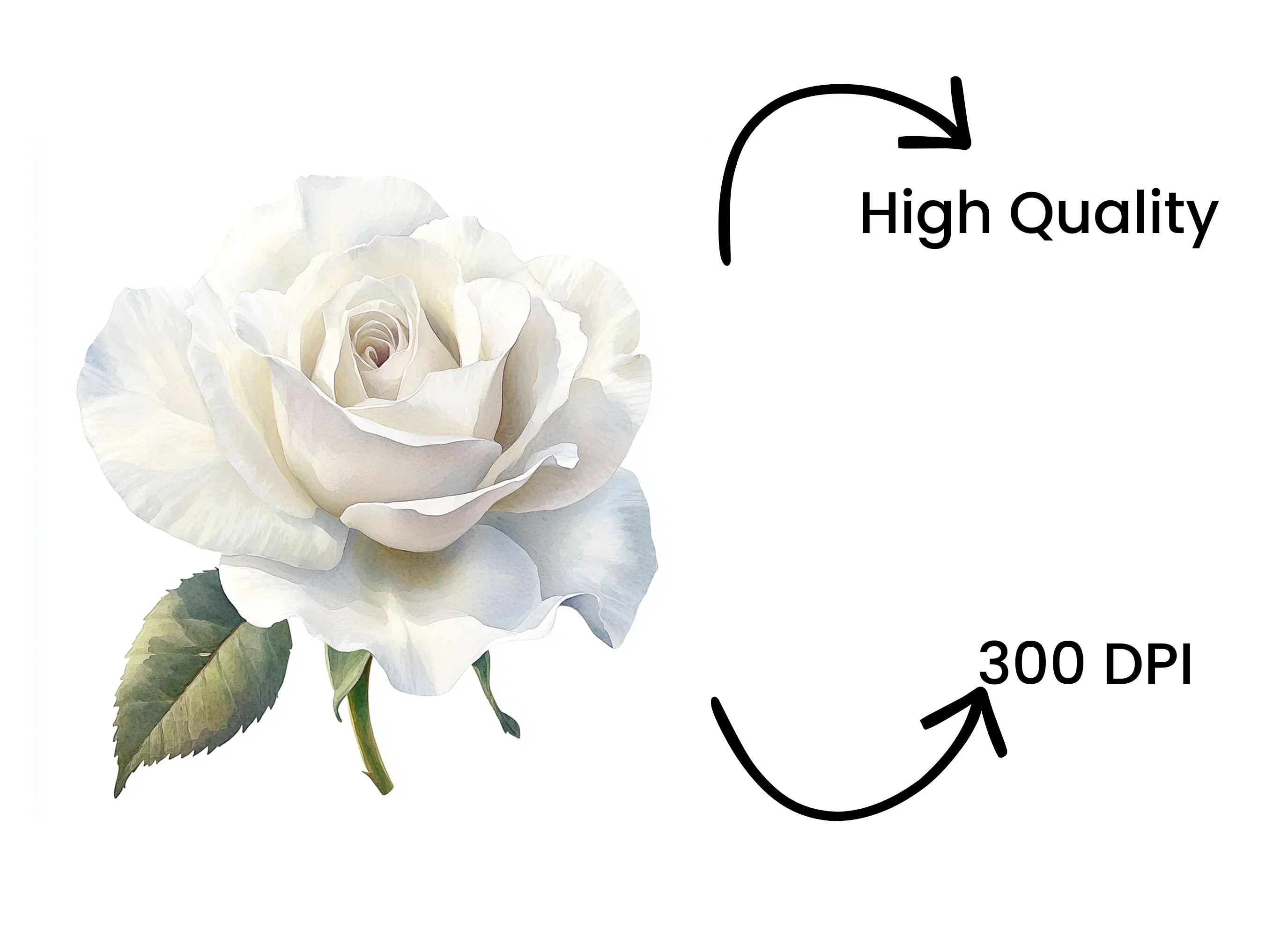 White Rose Clipart Bundle - Image 4