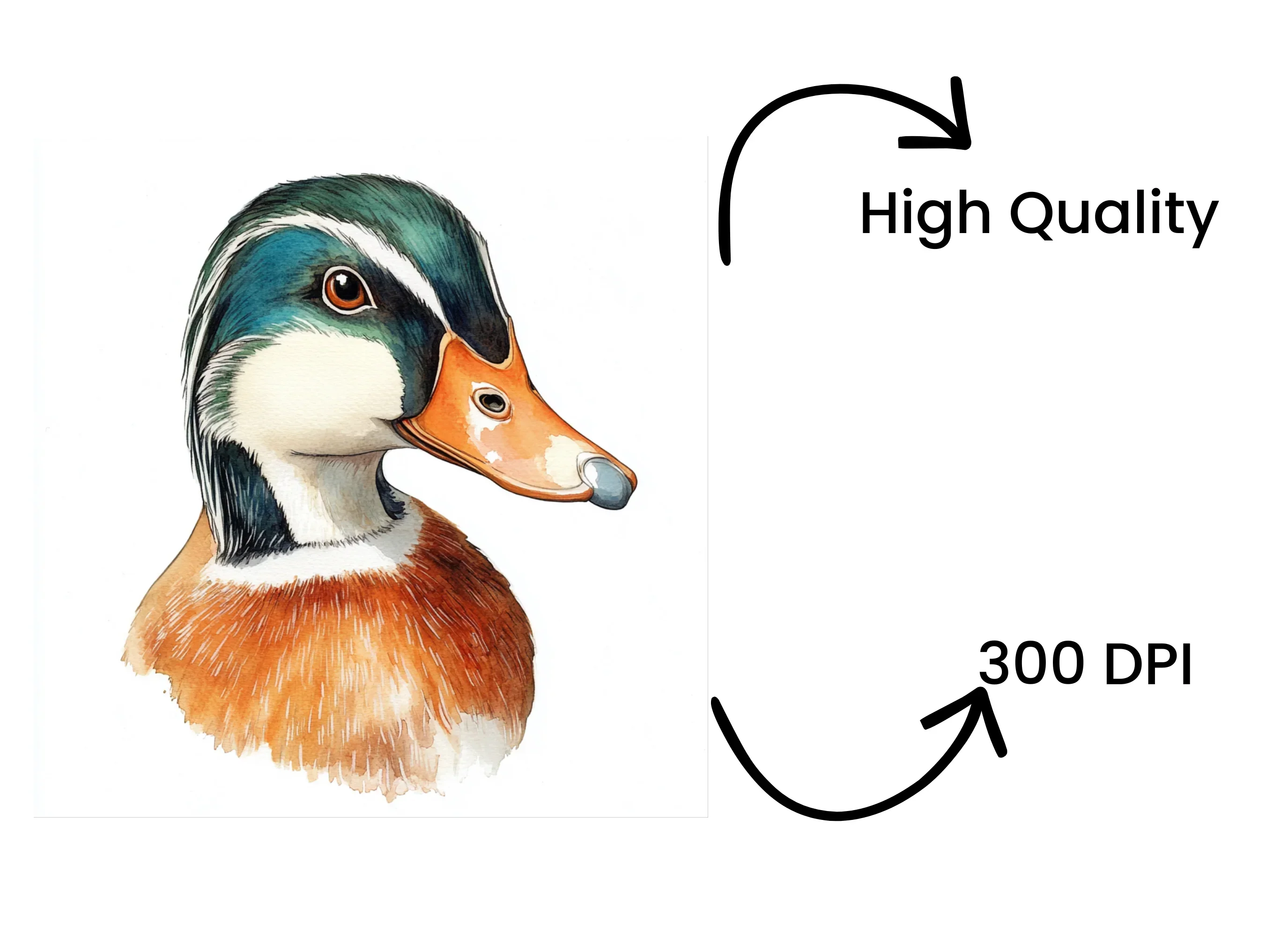 Wood Duck Heads Clipart Bundle - Image 4